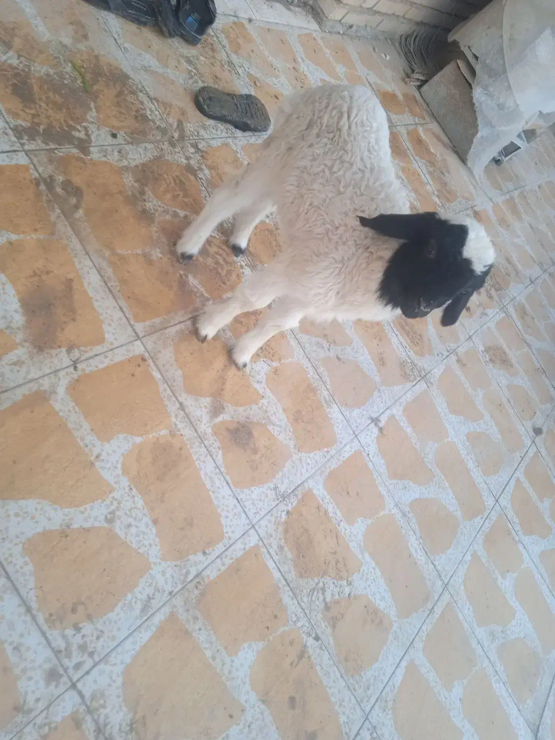 یک عدد بره نر|حیوانات مزرعه|بندر ماهشهر, |دیوار