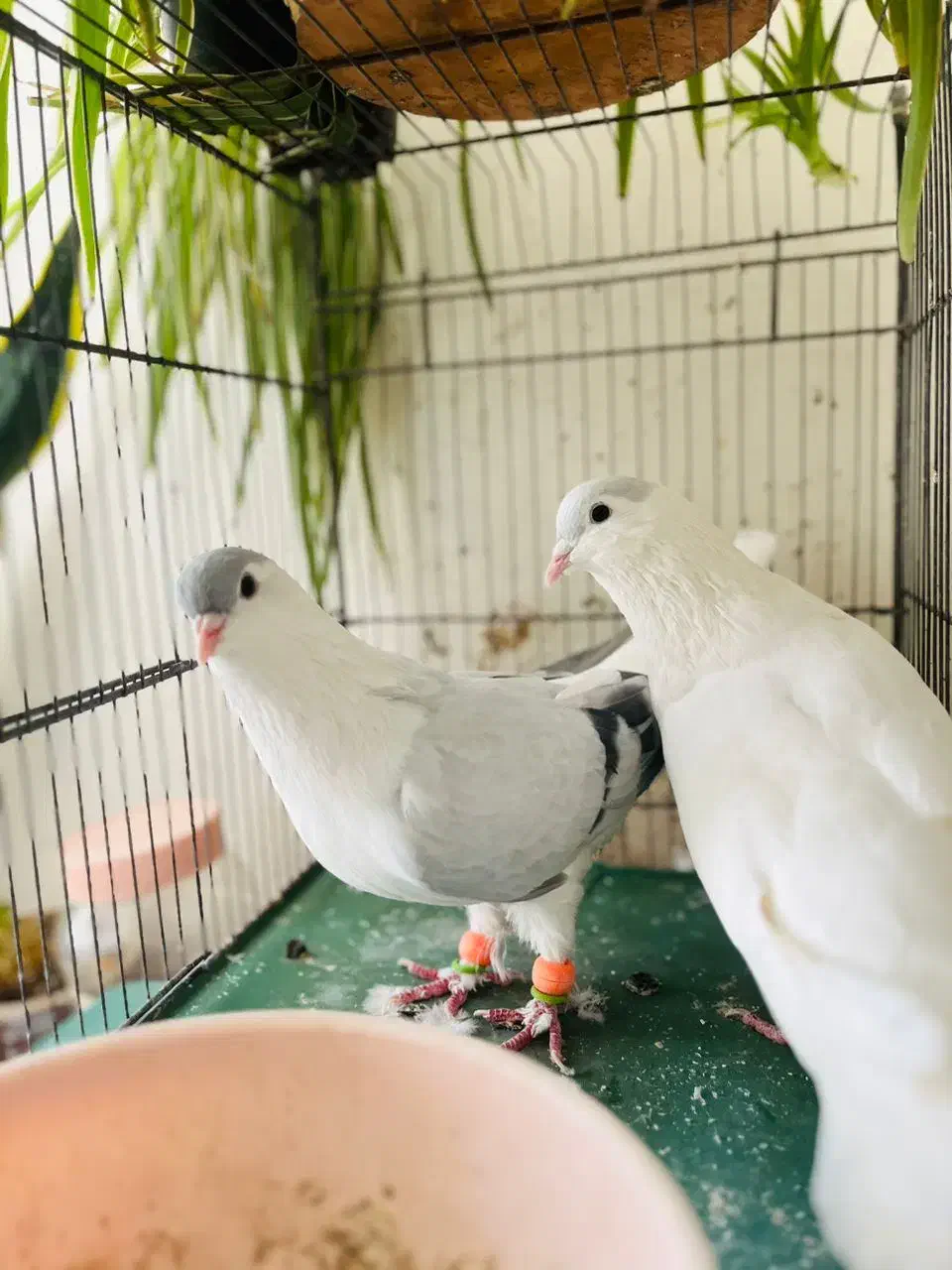 کفتر چادری|پرنده|فردیس, فردیس|دیوار