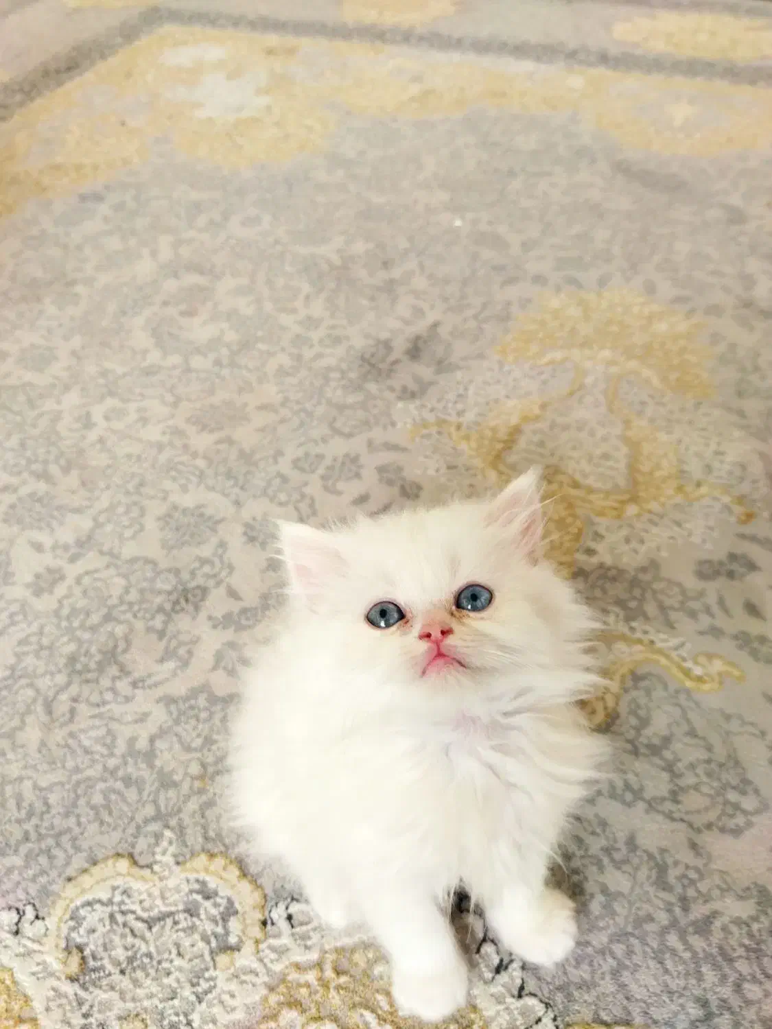 بچه گربه پرشین اشرافی خالص چشم ابی|گربه|چهاردانگه (تهران), |دیوار