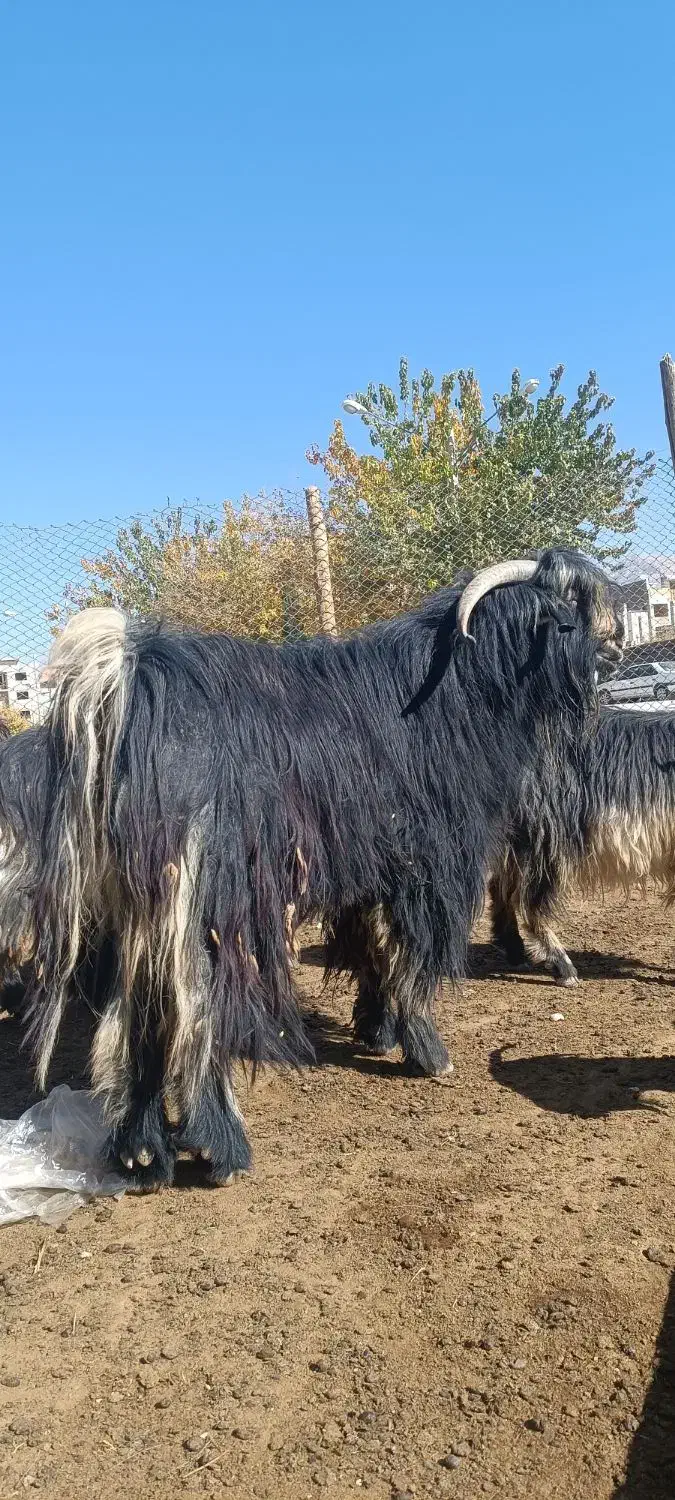 بیگ چپش دوبر|حیوانات مزرعه|لردگان, |دیوار