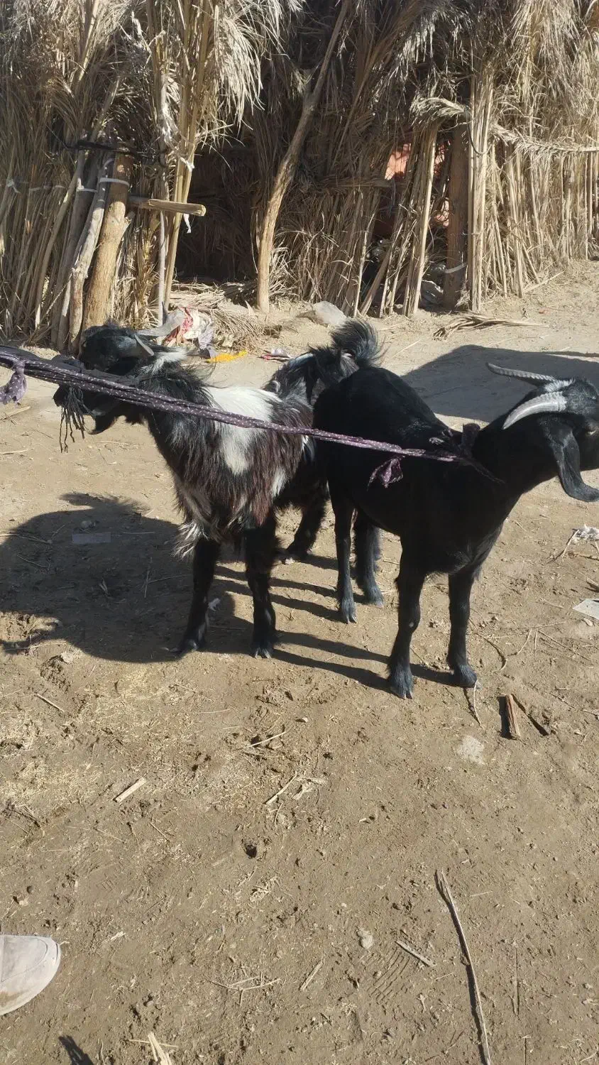 فروش فوری قیمت مناسب|حیوانات مزرعه|ریگ ملک, |دیوار