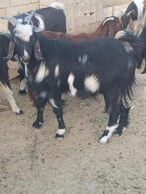 کهره نر چاق|حیوانات مزرعه|داراب, |دیوار