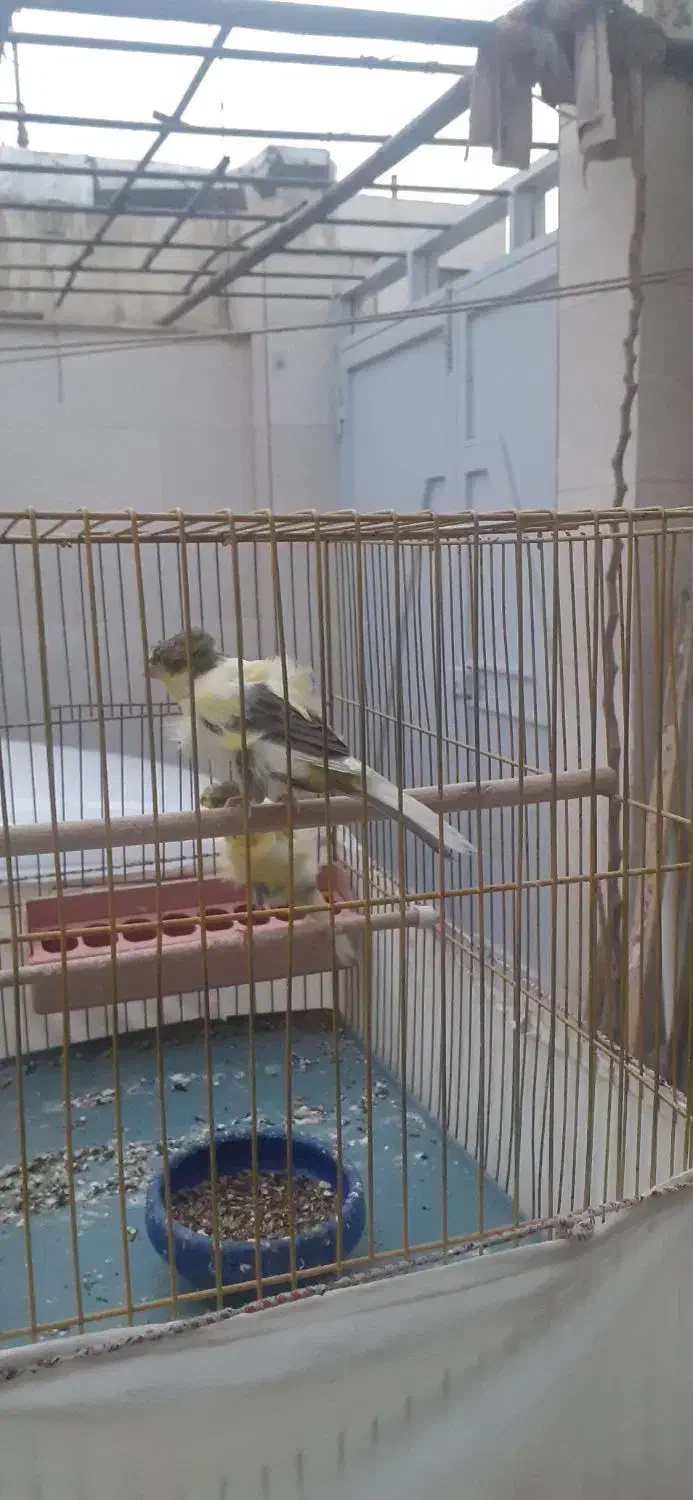 قناری دورگ سوپری|پرنده|کهریزک, |دیوار