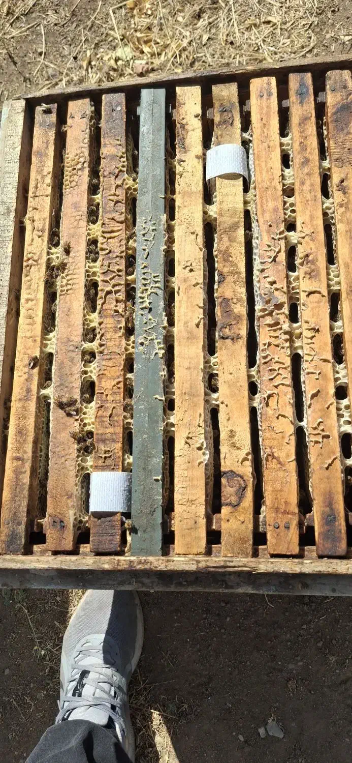 زنبور عسل|حیوانات مزرعه|اراک, |دیوار