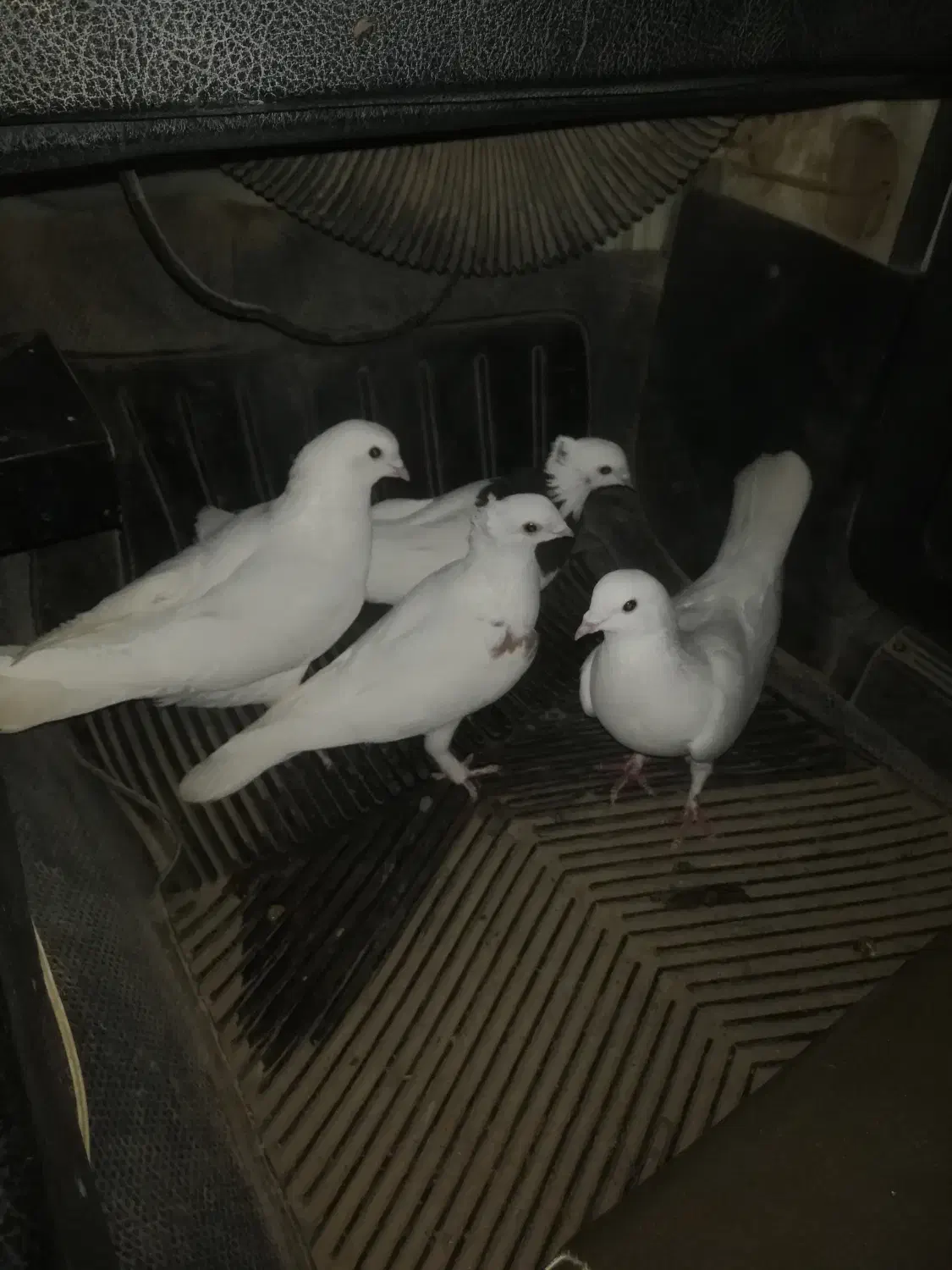 کبوتر فروشی|پرنده|زاینده رود, |دیوار