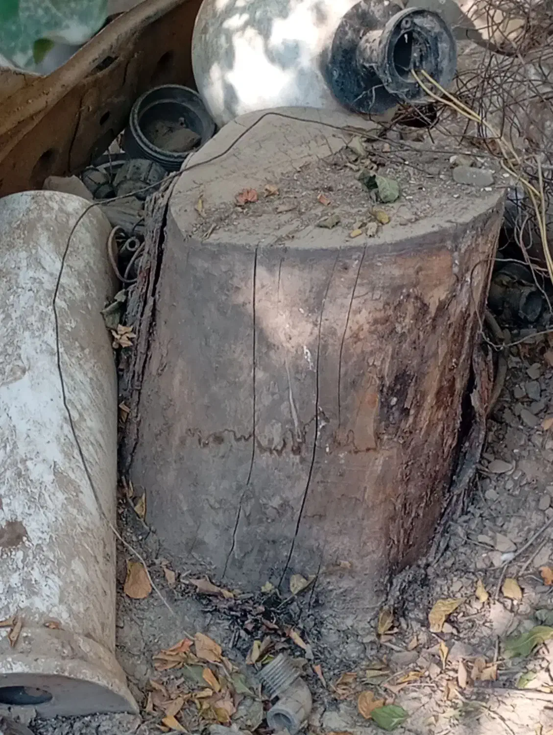 تنه درخت به صورت رایگان|گل و گیاه طبیعی|چهاردانگه (تهران), |دیوار