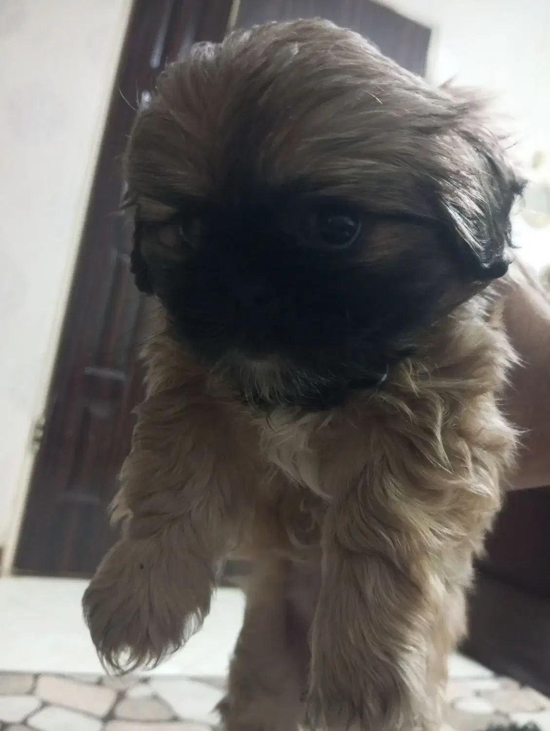 فروش سگ|سگ|اصفهان, بهرامآباد|دیوار