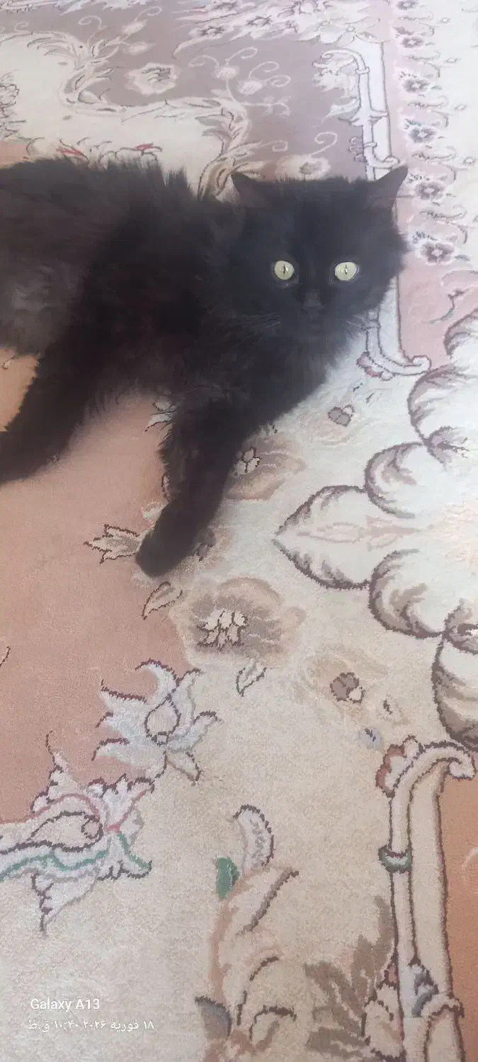 گربه پرشین|گربه|میاندوآب, |دیوار