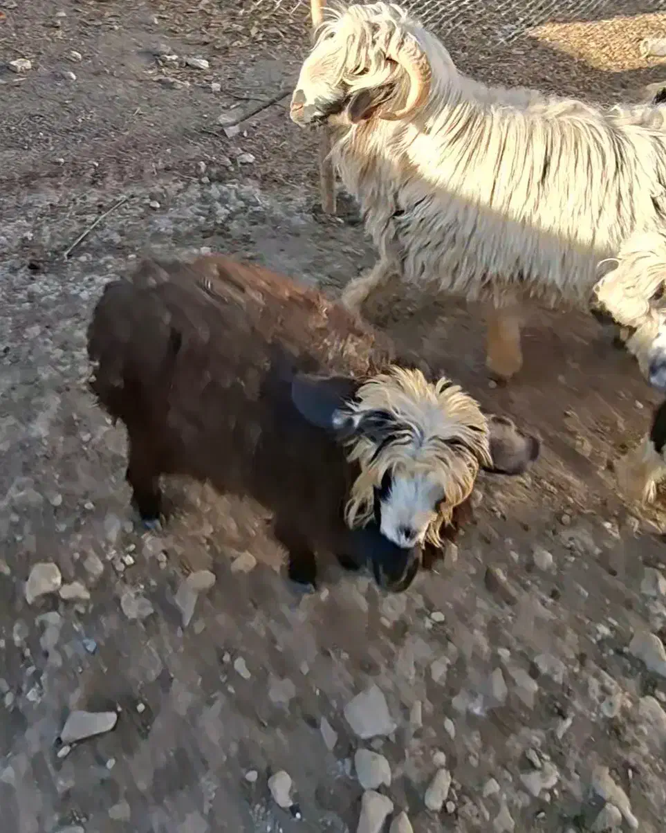 بره|حیوانات مزرعه|شهرکرد, |دیوار