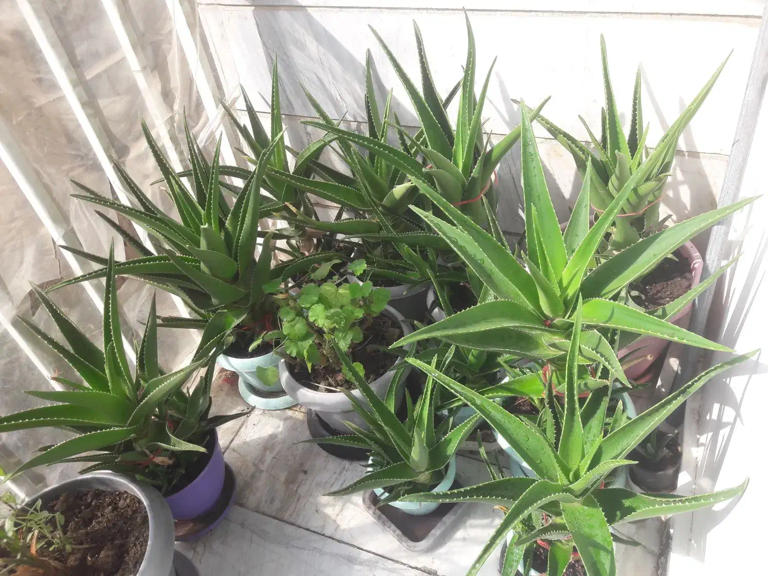 آلوئورا شاخ بری|گل و گیاه طبیعی|تهران, افسریه جنوبی|دیوار