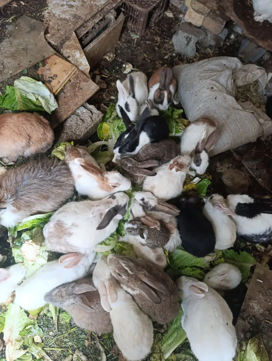 خرگوش ناز کوچولو|موش و خرگوش|سنندج, |دیوار