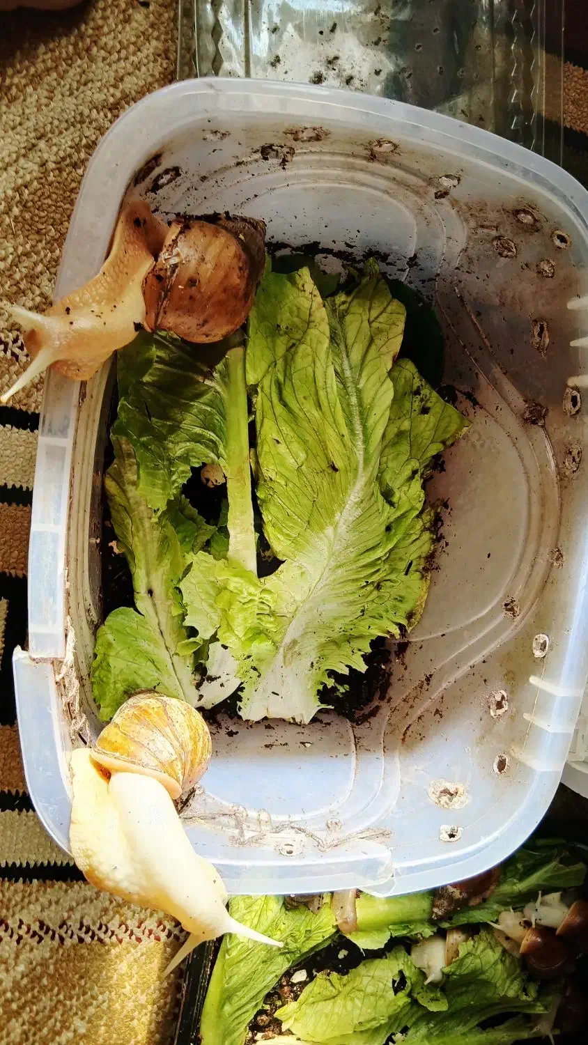 حلزون مولد|خزنده|مشهد, شاهد (شهرک غرب)|دیوار