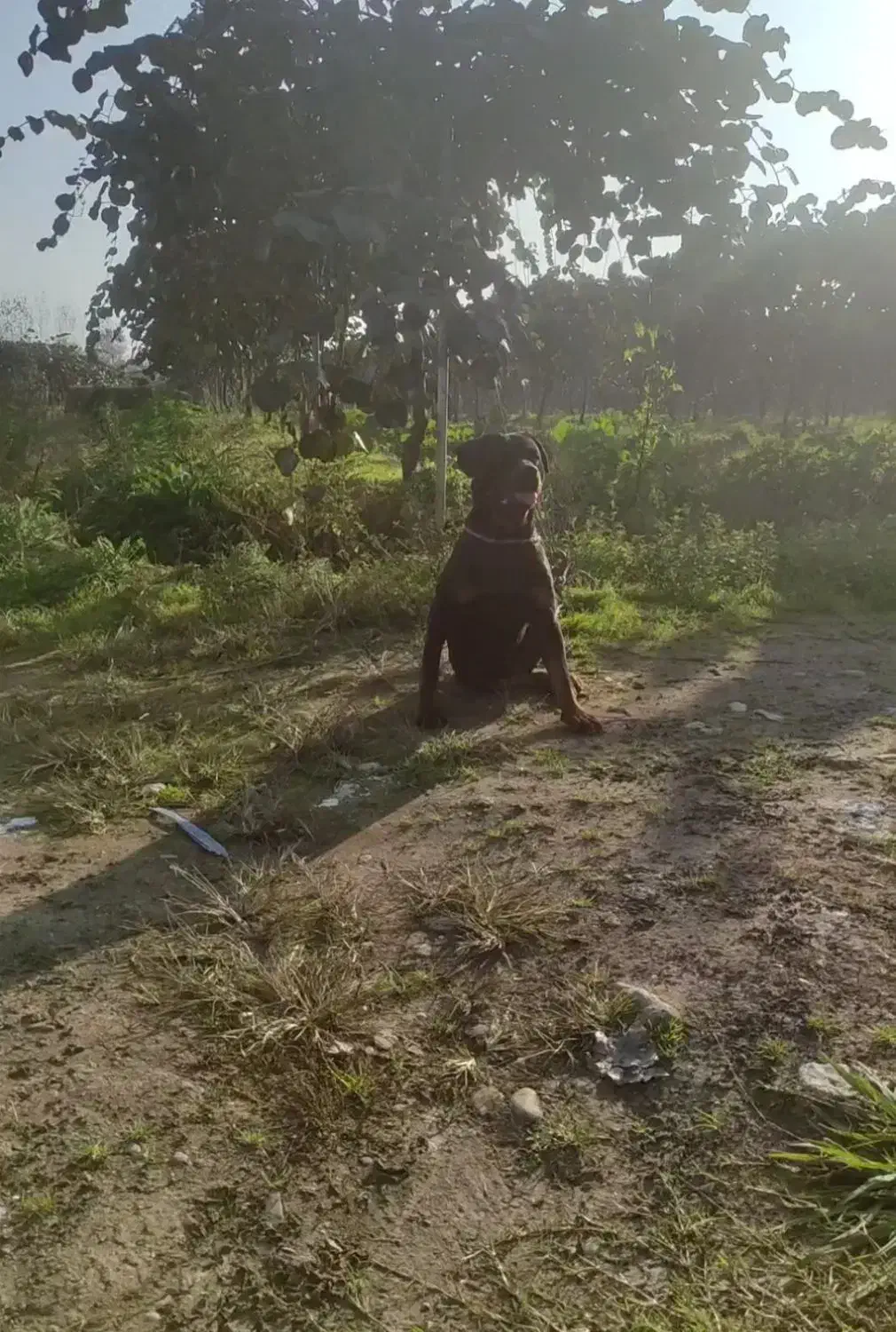 روتوایلر پوزه مکعبی|سگ|لاهیجان, انقلاب|دیوار