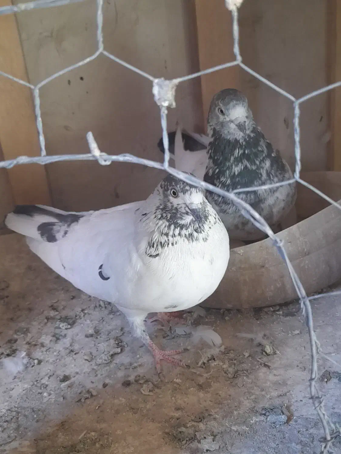 کبوتر پرشی آس|پرنده|محمدشهر, محمدشهر|دیوار