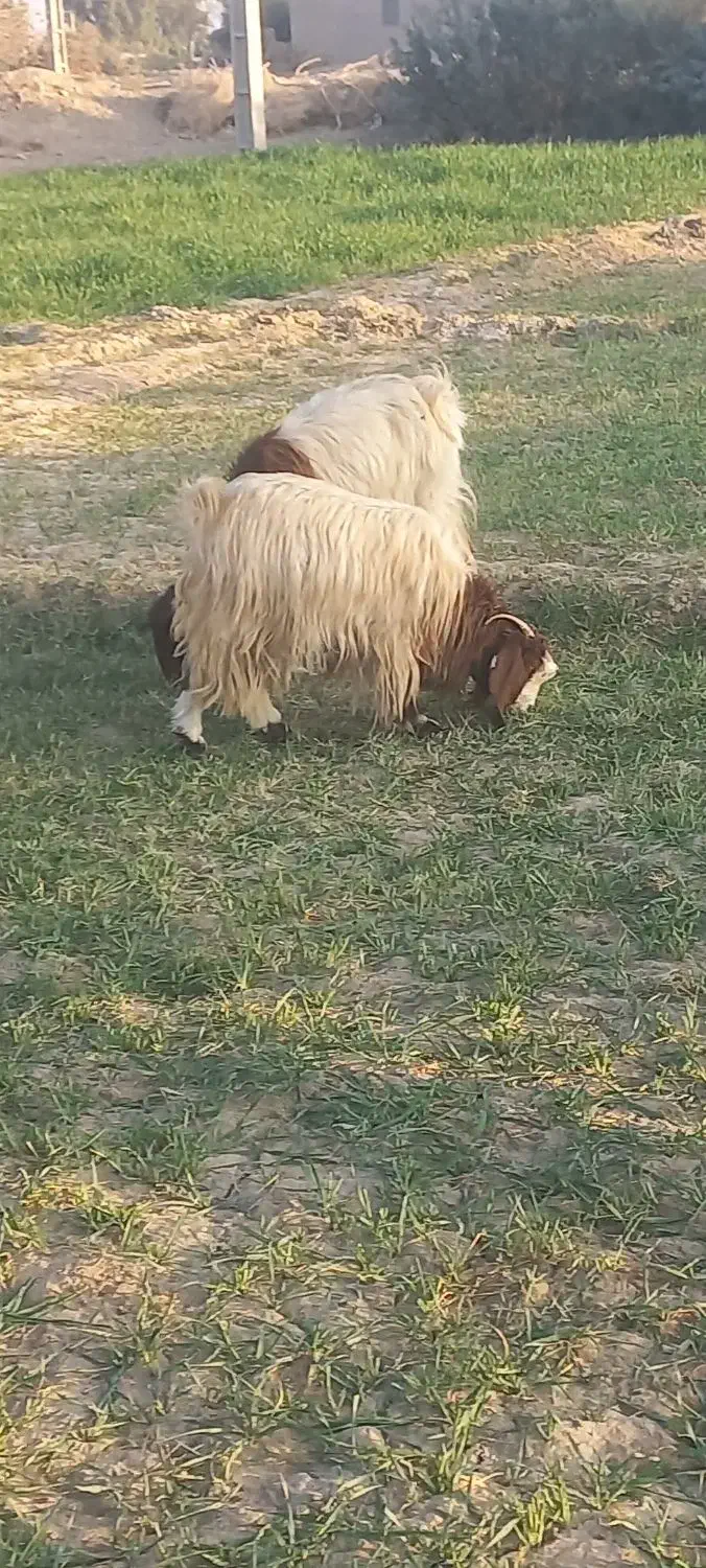 بز ماده|حیوانات مزرعه|زهک, |دیوار