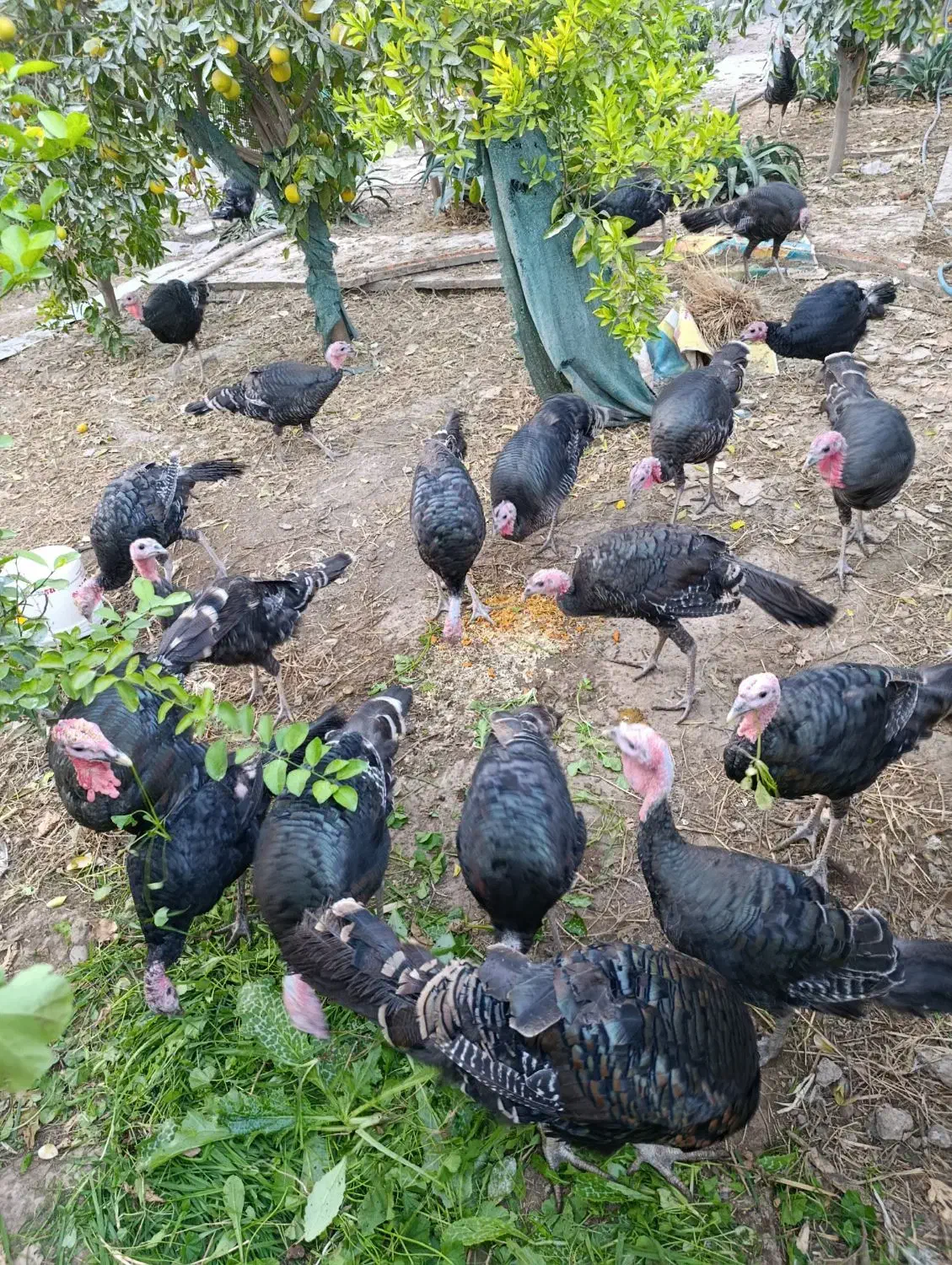 بوقلمون برنز آمریکایی|حیوانات مزرعه|دزفول, |دیوار