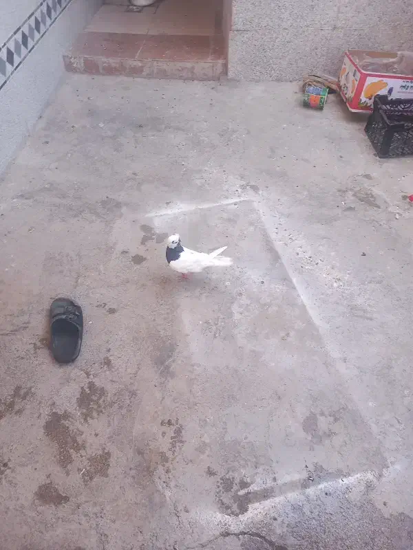 کبوتر|پرنده|باغ ملک, |دیوار