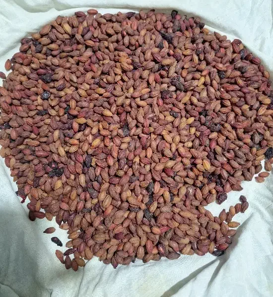 ذغال اخته خشک ودرجه یک طارم|خوردنی و آشامیدنی|قزوین, |دیوار