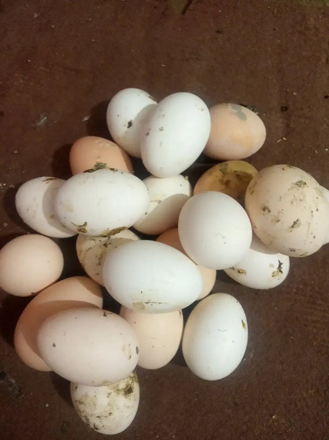 تخم مرغ رسمی تازه|خوردنی و آشامیدنی|کرج, کمال‌شهر|دیوار