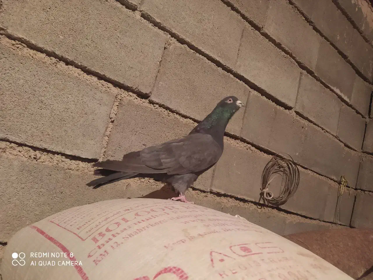 کبوتر پرشی بشرت|پرنده|بروجن, |دیوار
