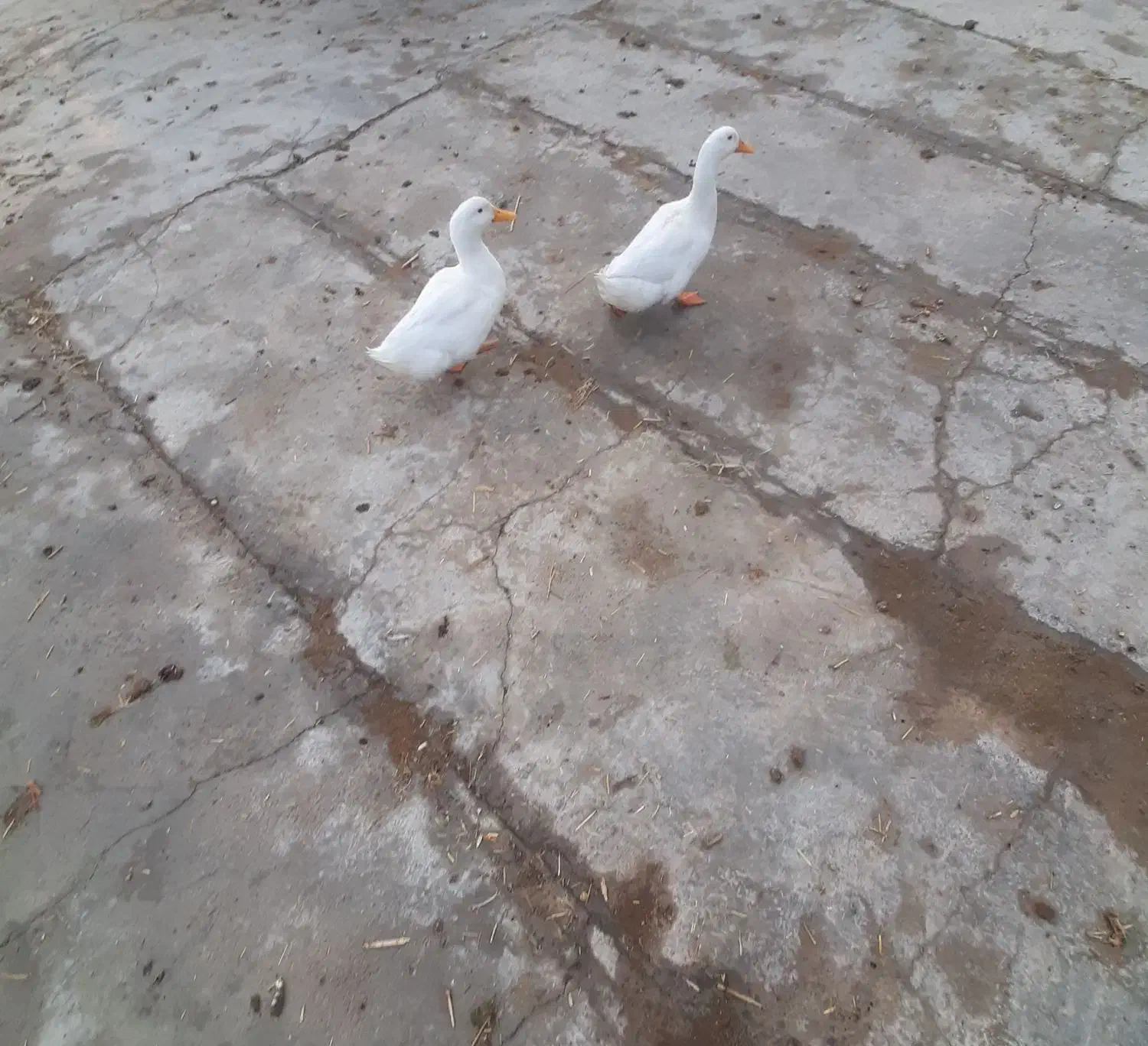 اردک|پرنده|نیشابور, میدون بار|دیوار