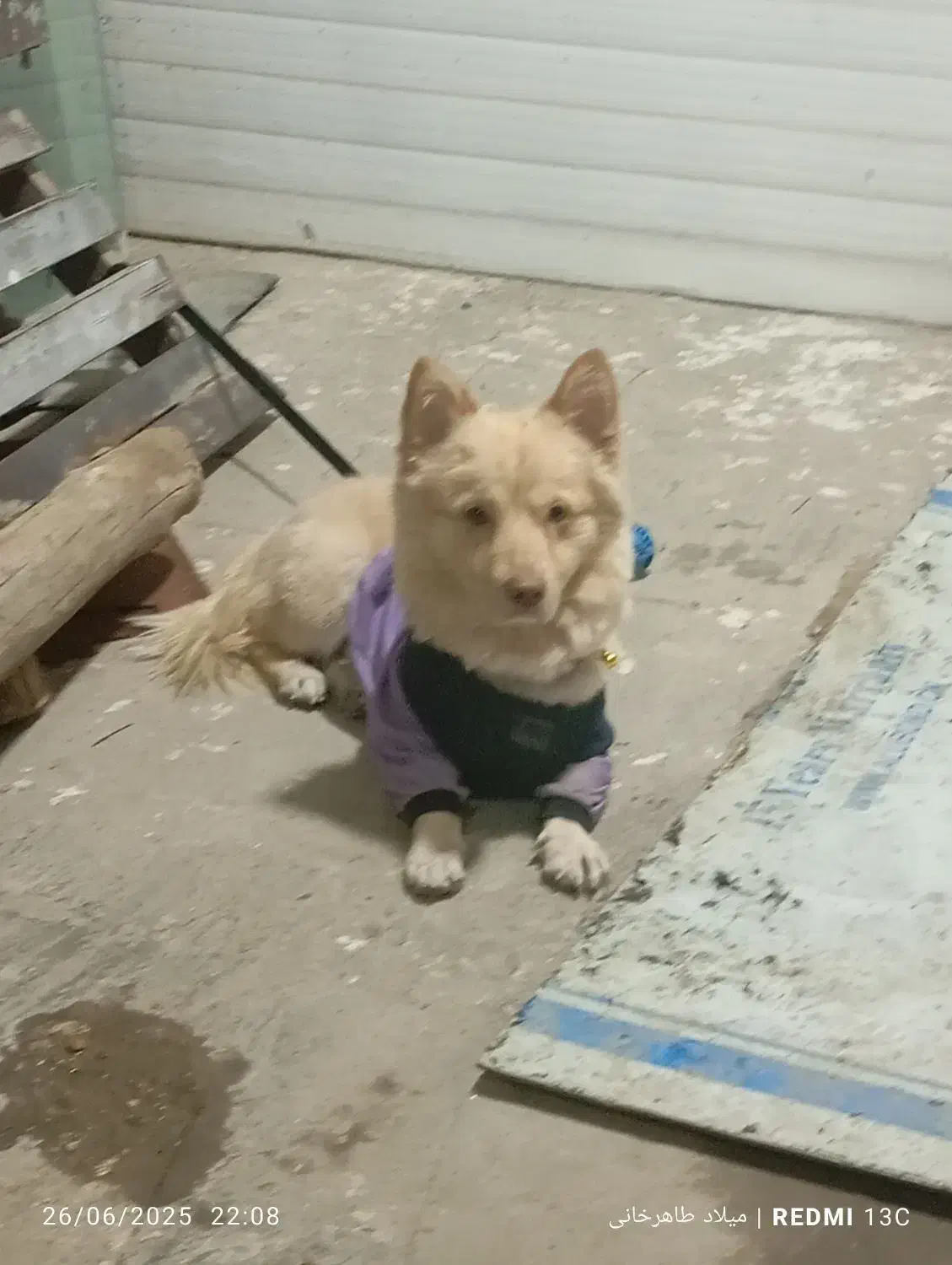 سگ پاکوتاه|سگ|تاکستان, |دیوار