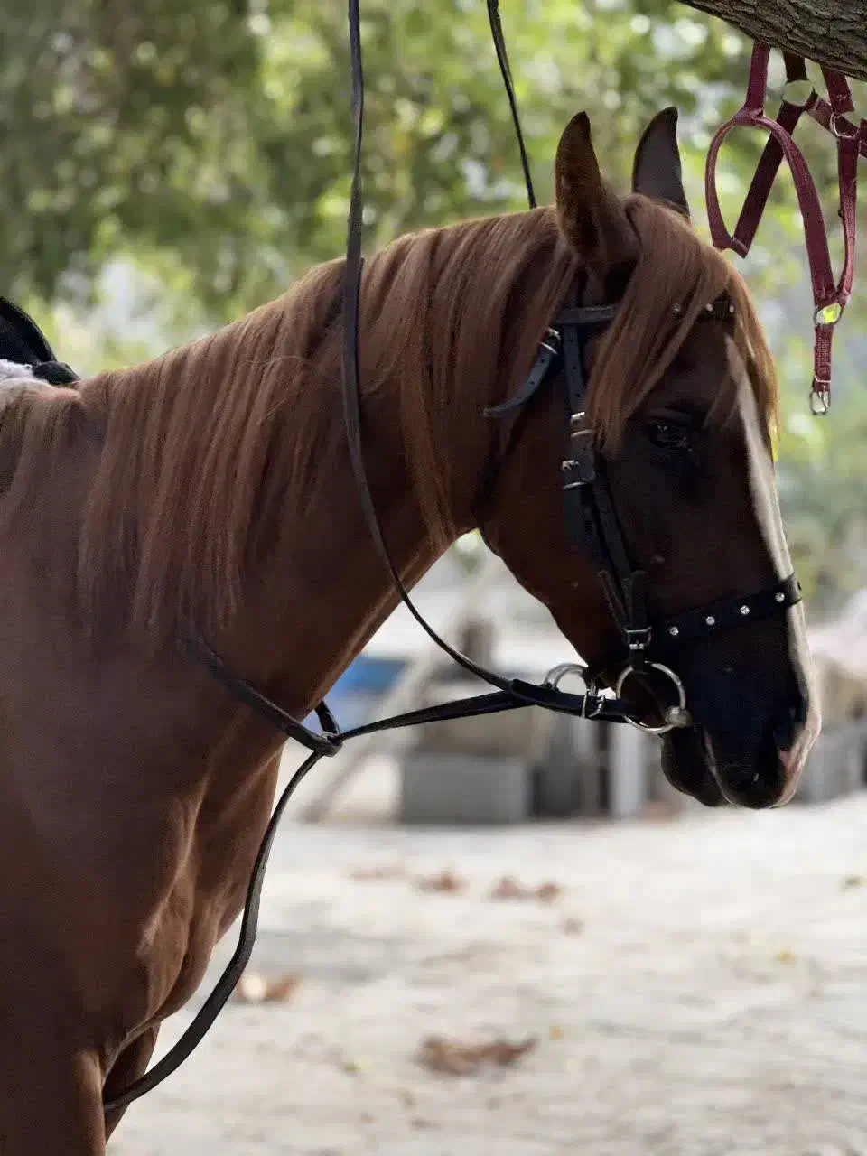 اسب نریشن دره شوری|اسب و تجهیزات اسبسواری|مشهد, الهیه|دیوار