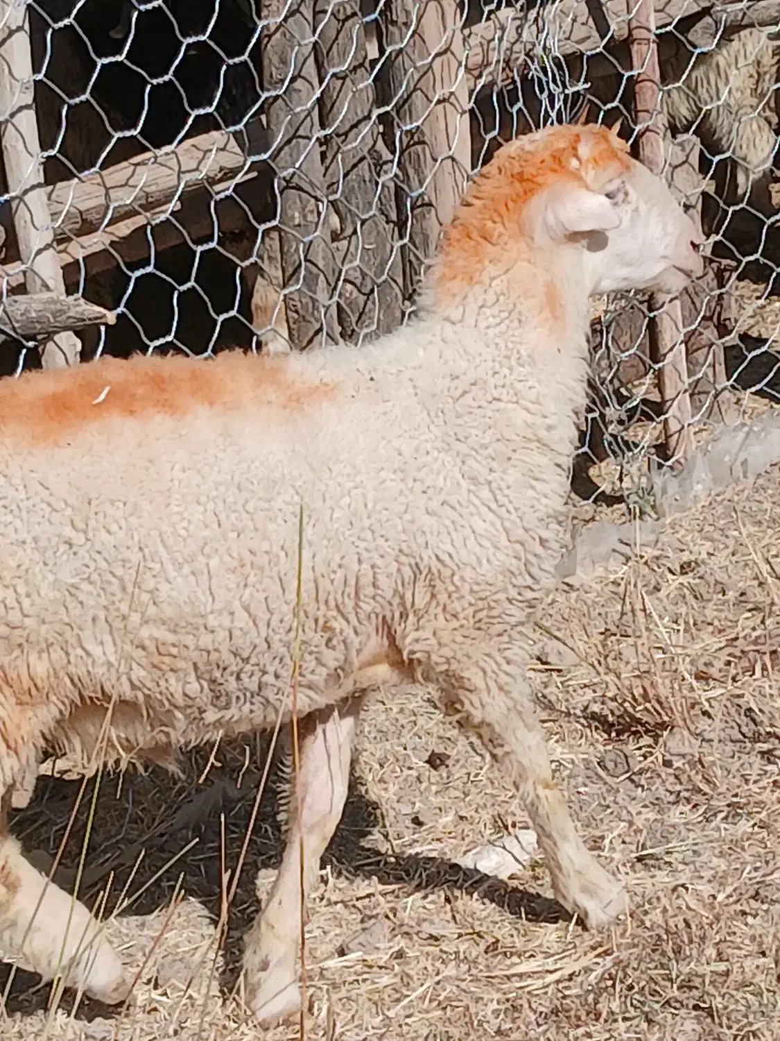 بره جفتی ۵۰ کیلو|حیوانات مزرعه|ملکشاهی, |دیوار