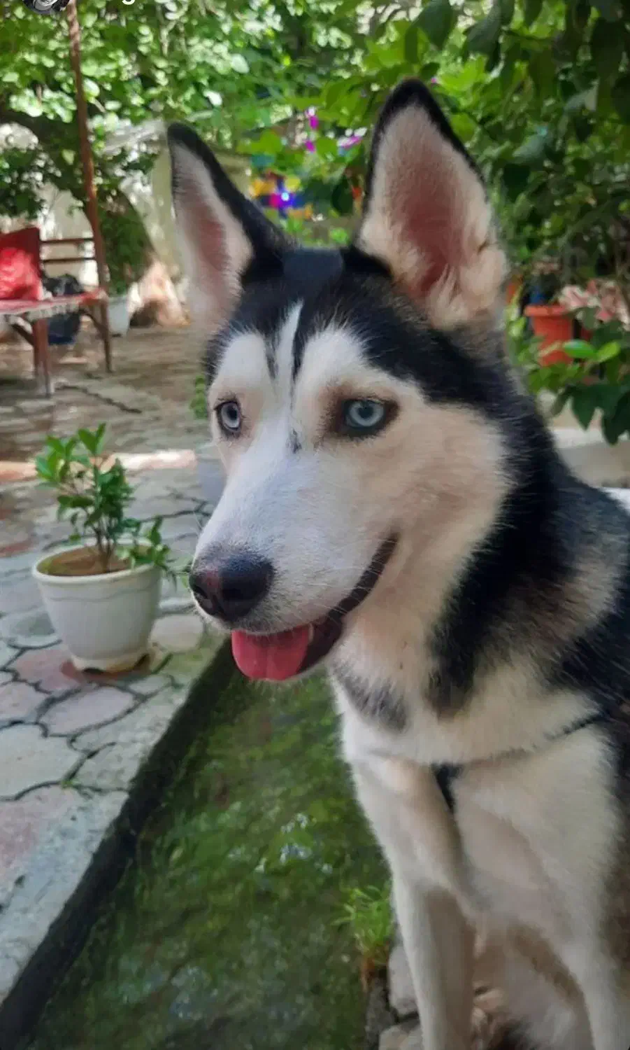 واگذاری سگ|سگ|تهران, جوانمردان (اندیشه)|دیوار