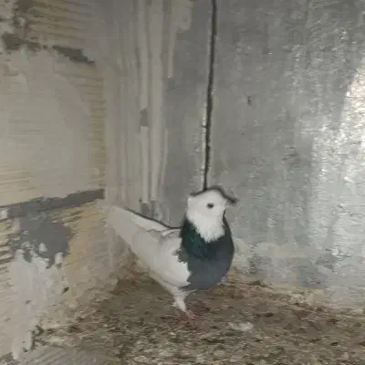 کبوتر طوق|پرنده|کرمانشاه, |دیوار