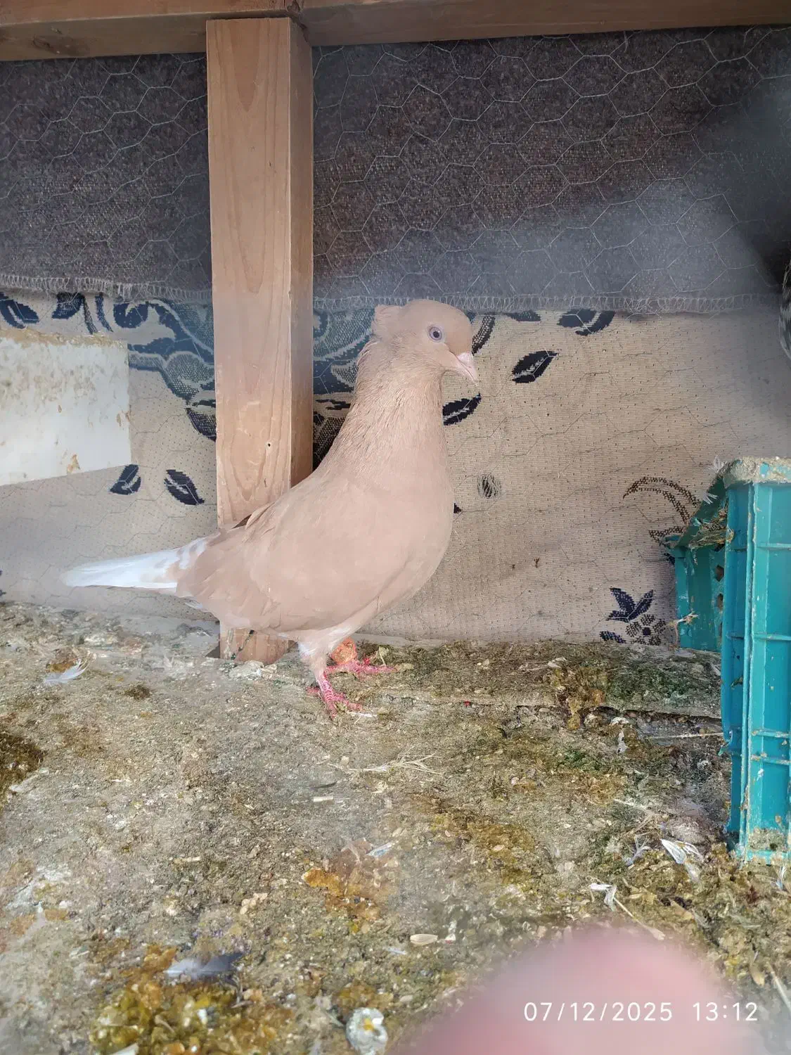 کفتر رنگه کلاغ کربلایی کله سفید و دم سفید|پرنده|تربت‌حیدریه, بهشت عسکری|دیوار