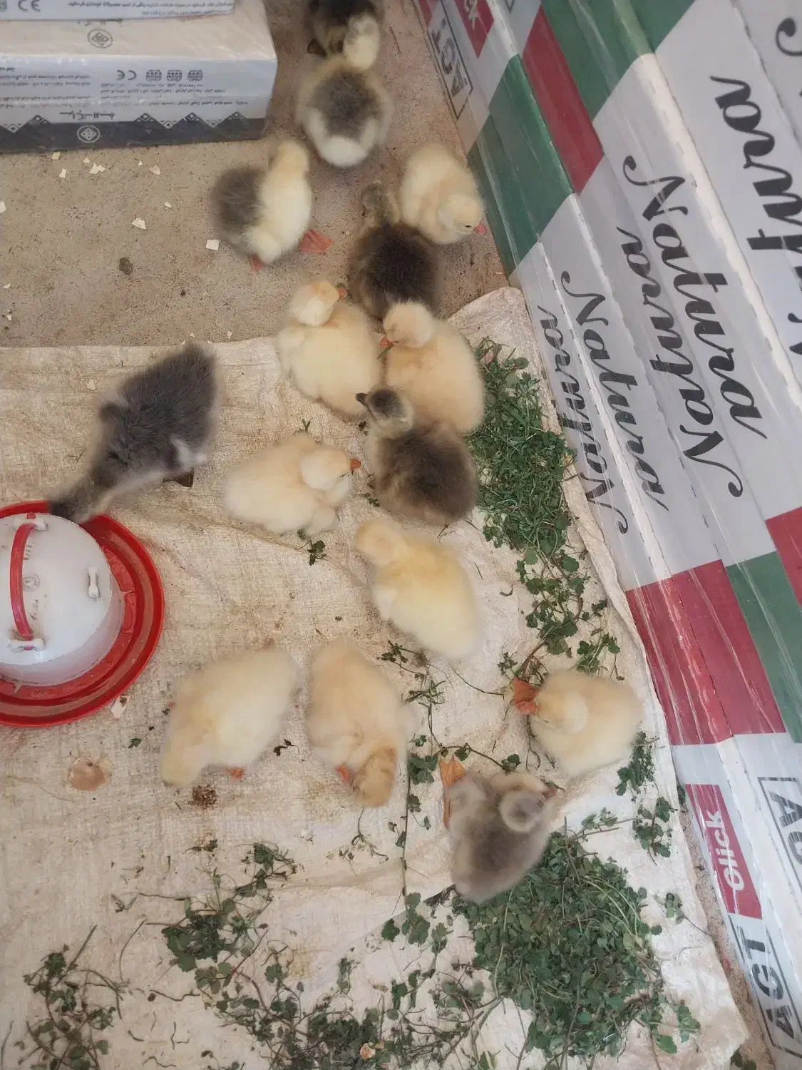 جوجه غاز|حیوانات مزرعه|احمدسرگوراب, |دیوار