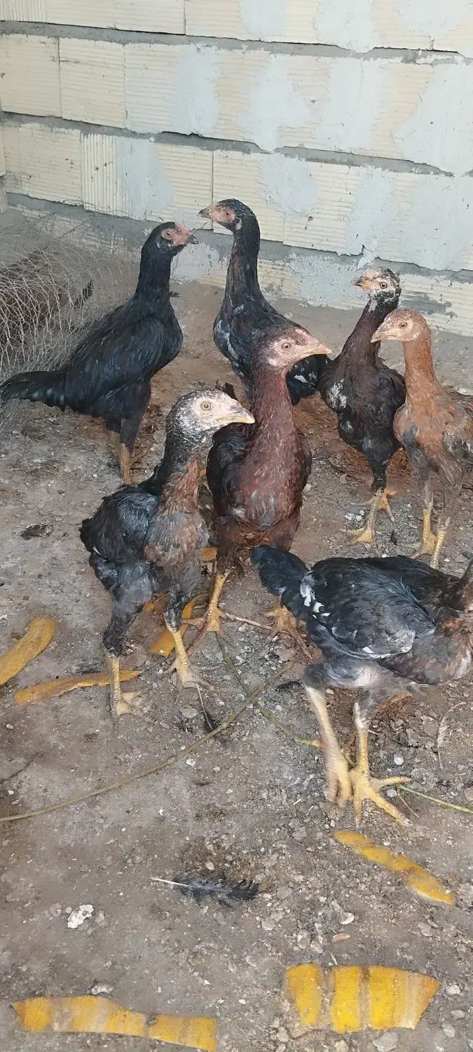 جوجه|حیوانات مزرعه|کشکسرای, |دیوار
