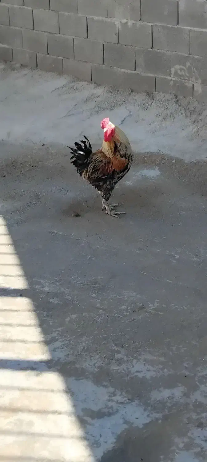 خروس|پرنده|خرم‌آباد, |دیوار