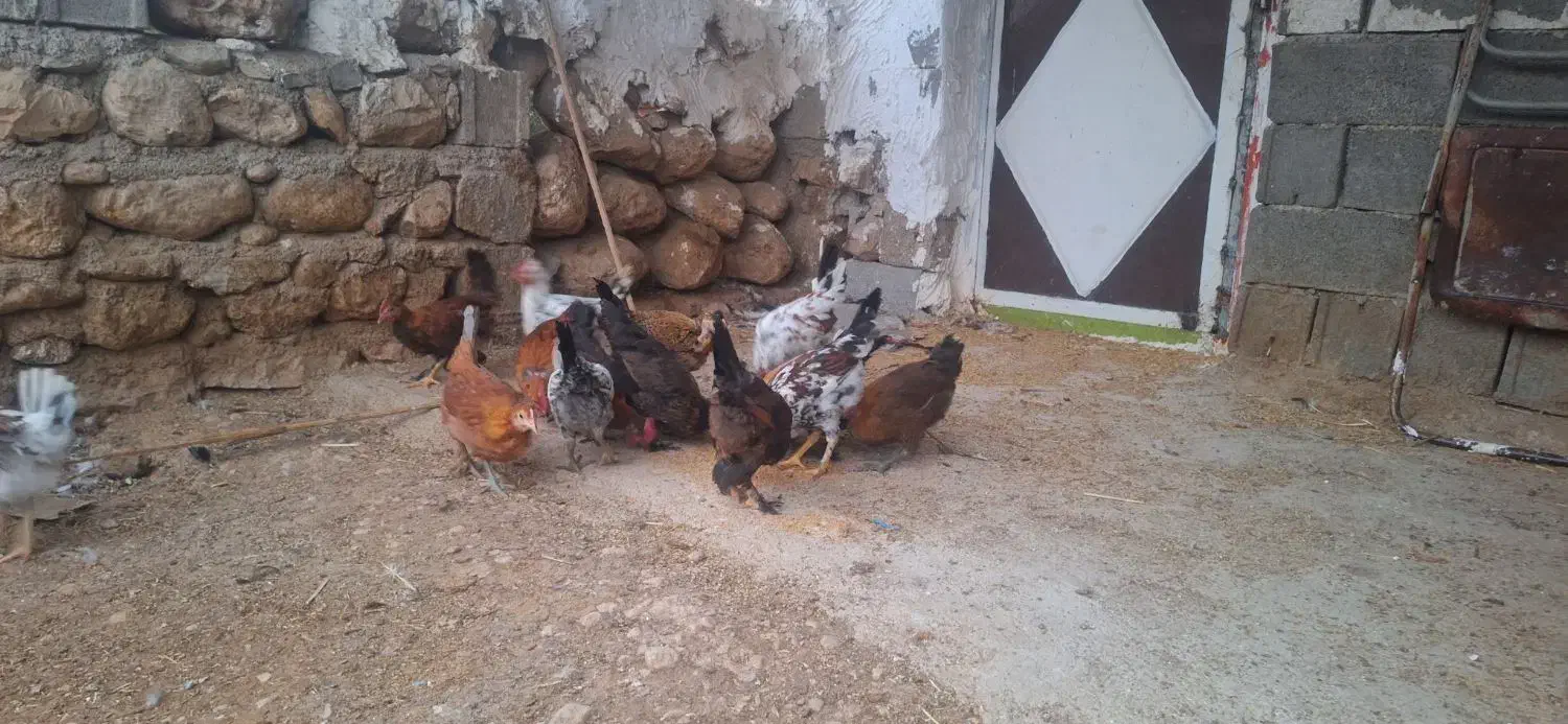 جوجه محلی|حیوانات مزرعه|لیکک, |دیوار