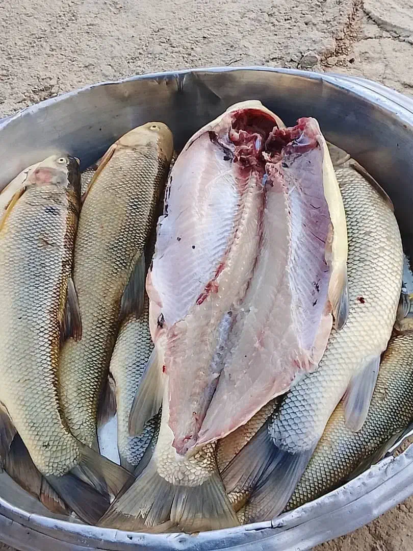 ماهی رودخانه تمیز کرده کیلویی ۱۳۰|ماهی|لردگان, |دیوار