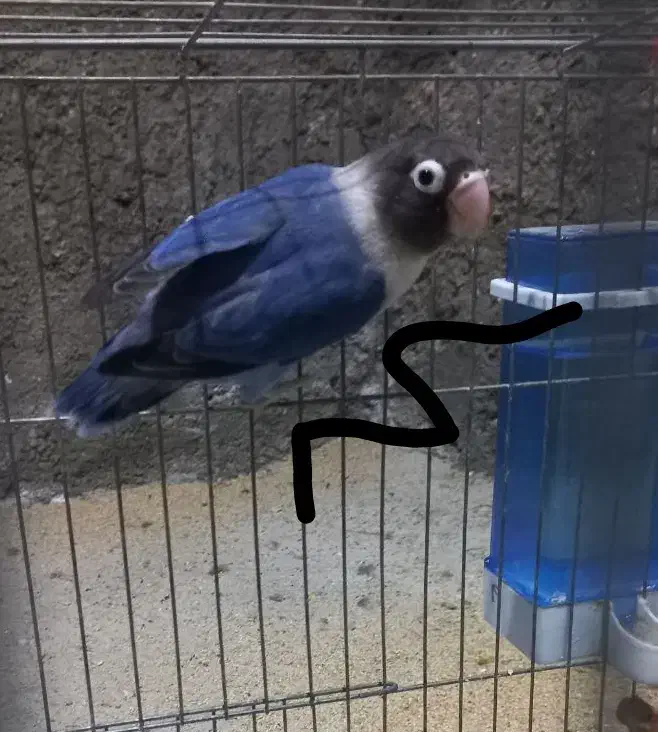 جفت طوطی برزیلی یقه زرد مولد واقعی|پرنده|تهران, تهرانسر غربی|دیوار