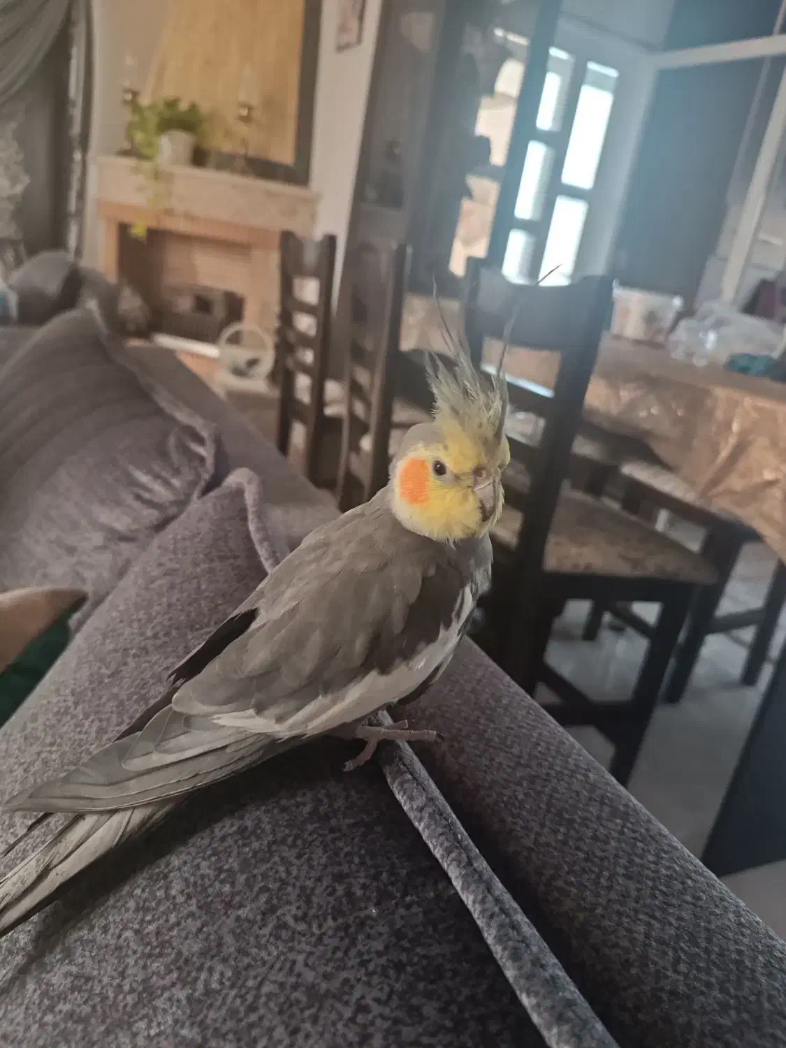 عروس هلندی رام و اهلی و خانگی|پرنده|کتالم و سادات شهر, |دیوار