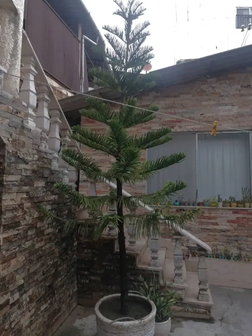 کاج مطبق|گل و گیاه طبیعی|سلمان‌شهر, |دیوار