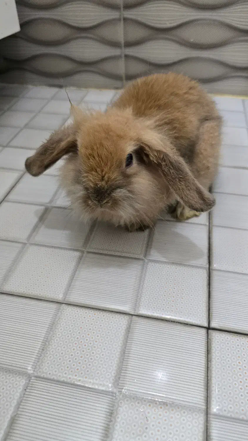 خرگوش لوپ مینیاتوری|موش و خرگوش|تهران, ابوذر|دیوار