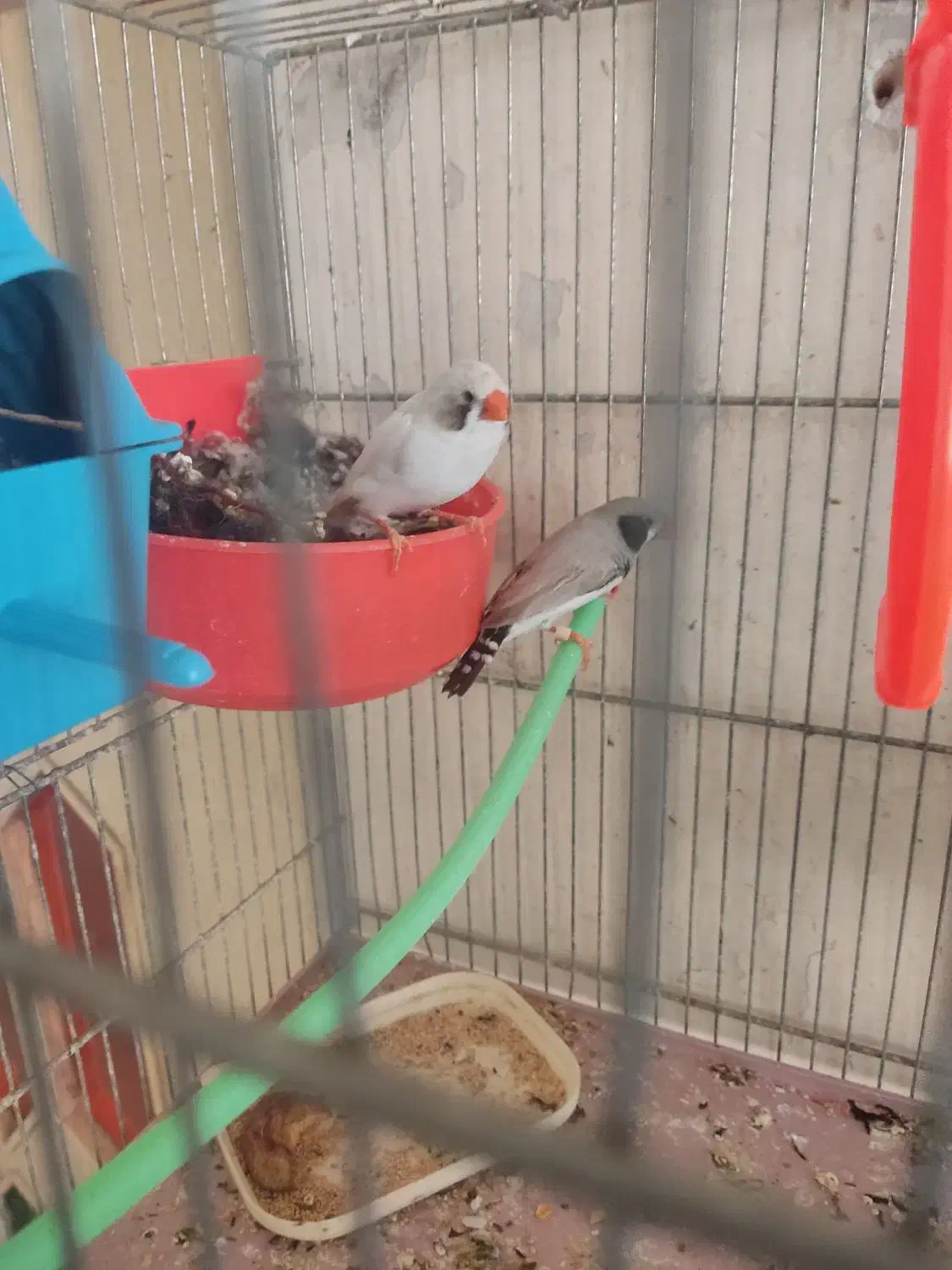 نروماده فنچ لپ سیاه مولد|پرنده|شهرکرد, |دیوار