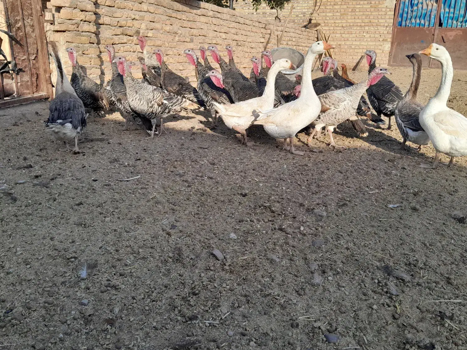 نقدی ومعاوضه با زعفران|حیوانات مزرعه|تایباد, |دیوار