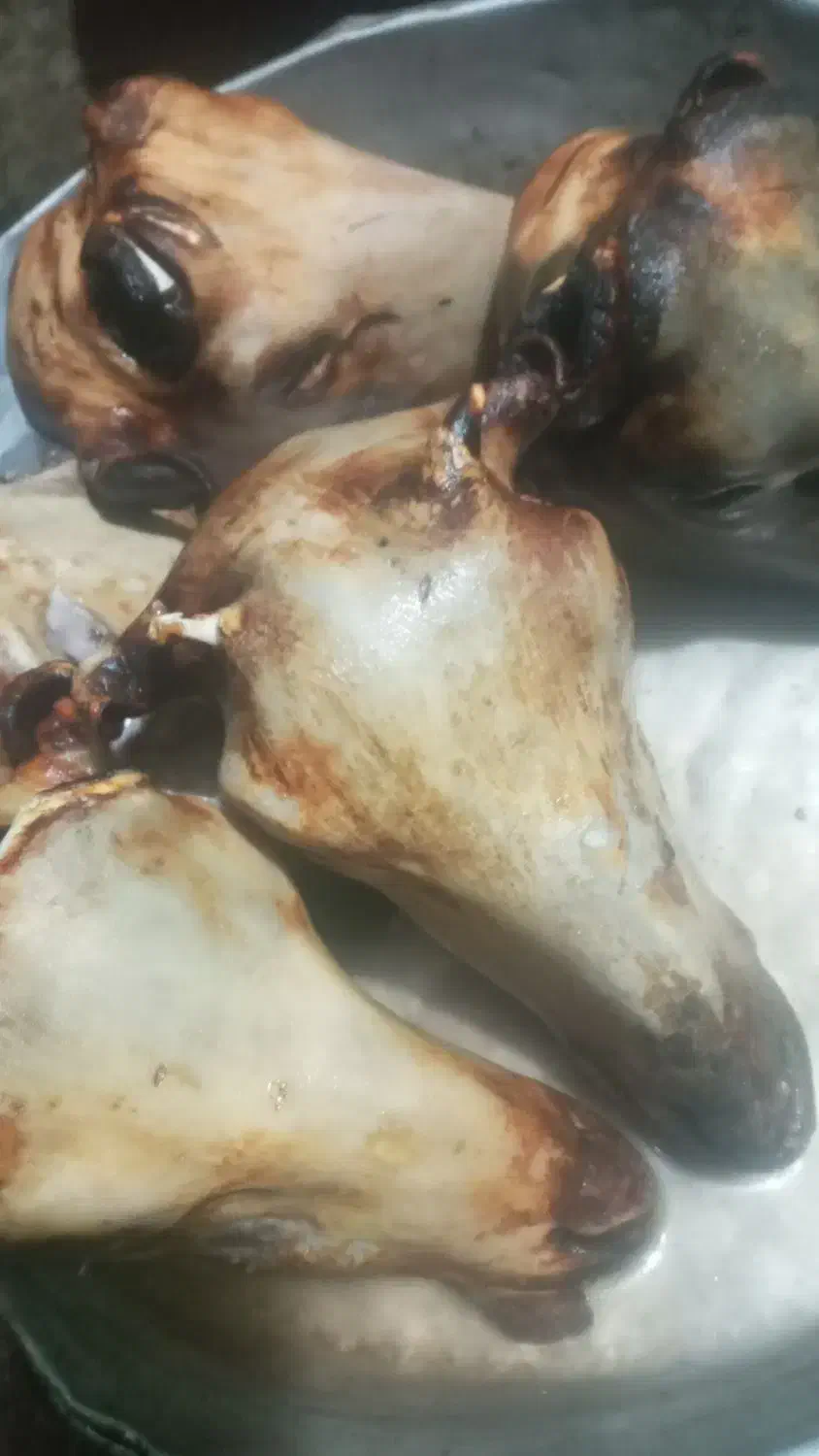 کله پاچه پاک شده گوسفندبومی|خوردنی و آشامیدنی|اسالم, |دیوار