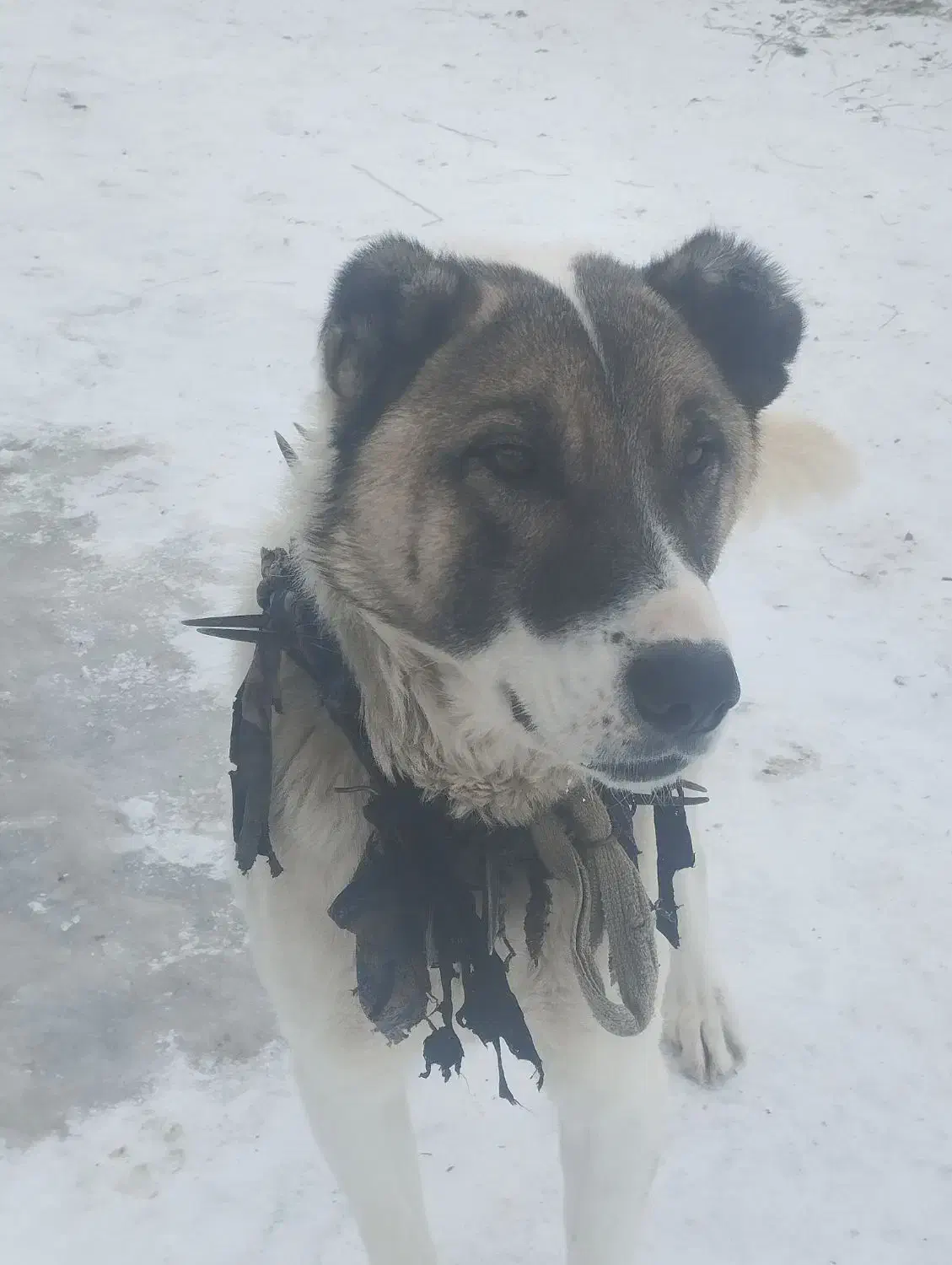 واگذاری سگ|سگ|صومای برادوست, |دیوار