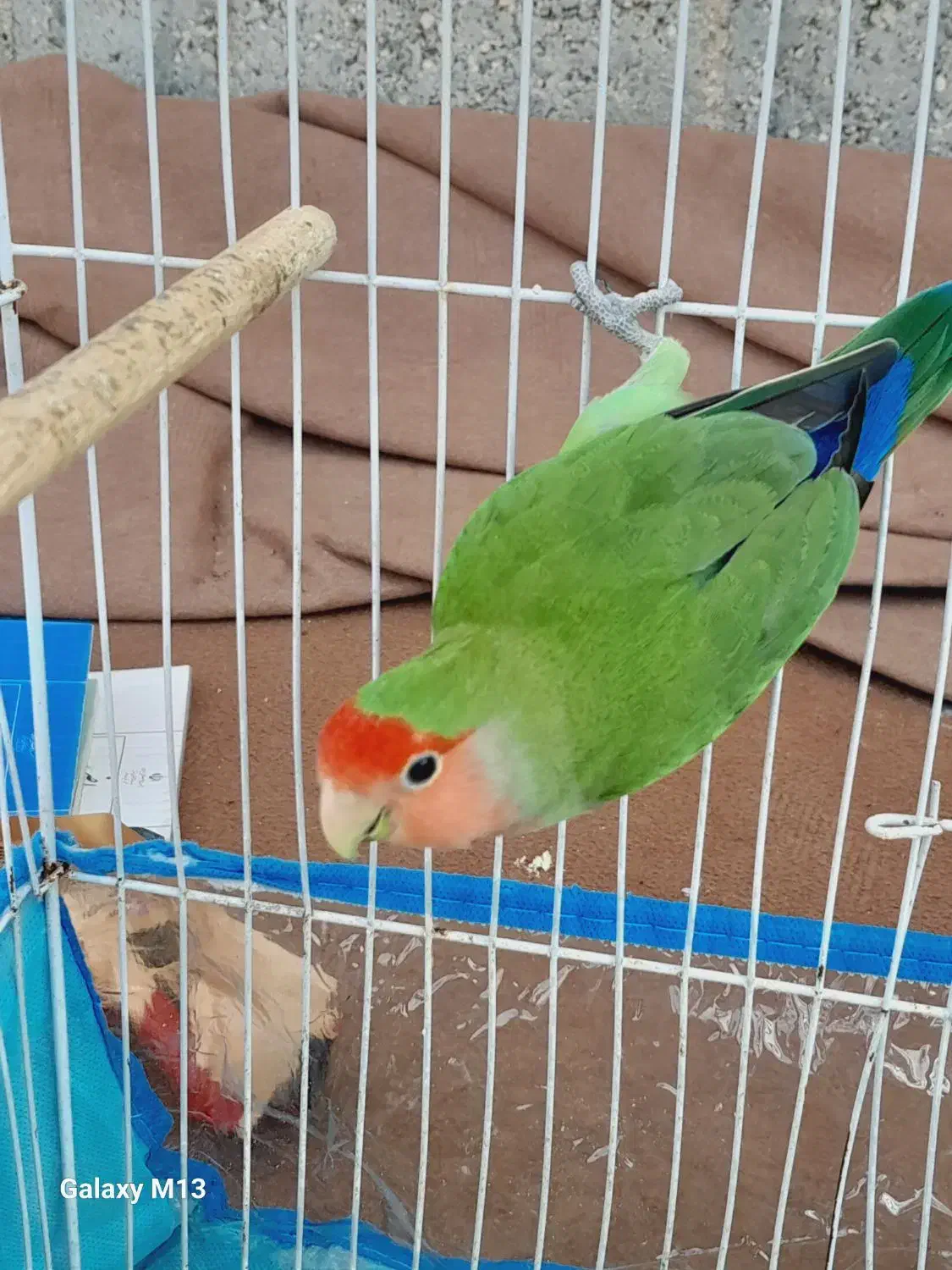 طوطی برزیلی|پرنده|خورموج, |دیوار