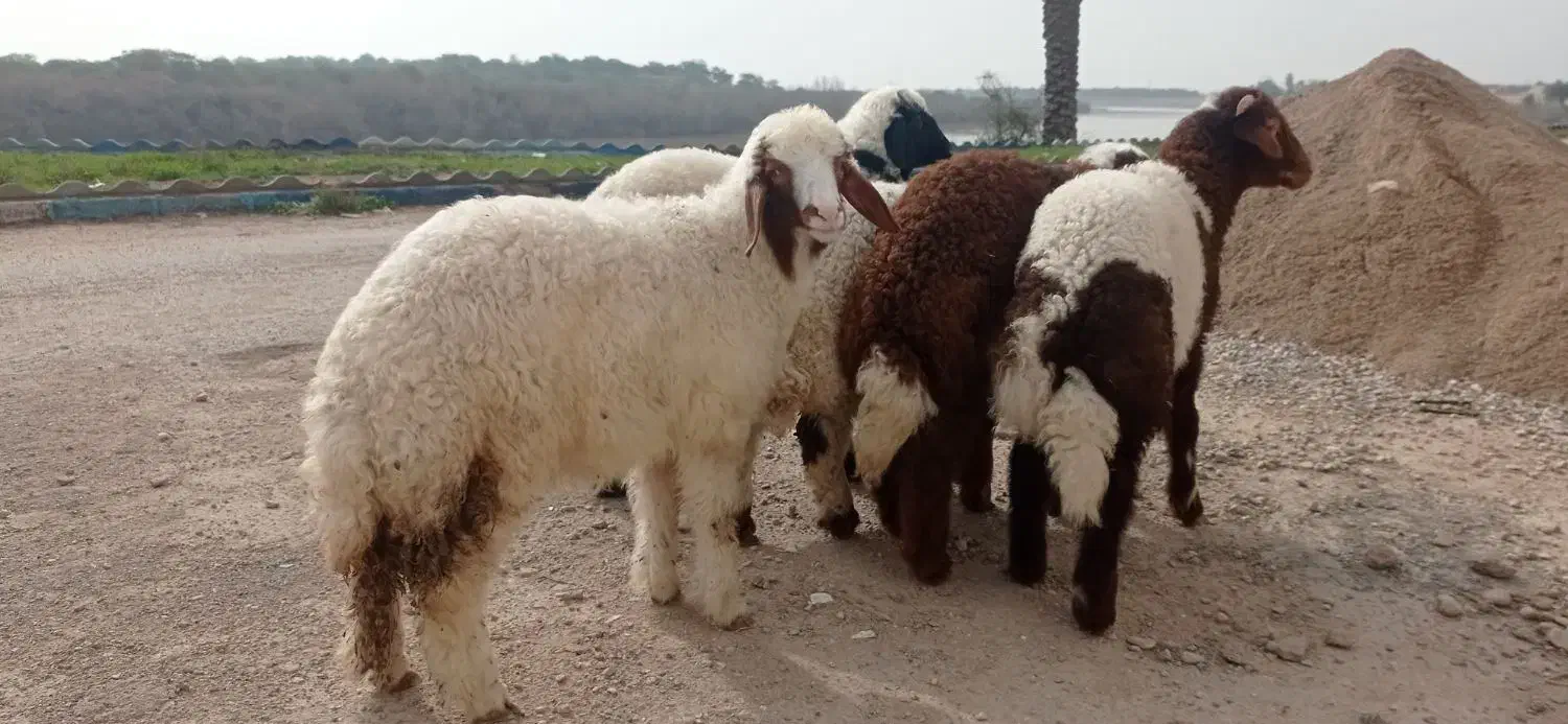 بره نر چاق چاق|حیوانات مزرعه|اهواز, منازل کارون|دیوار