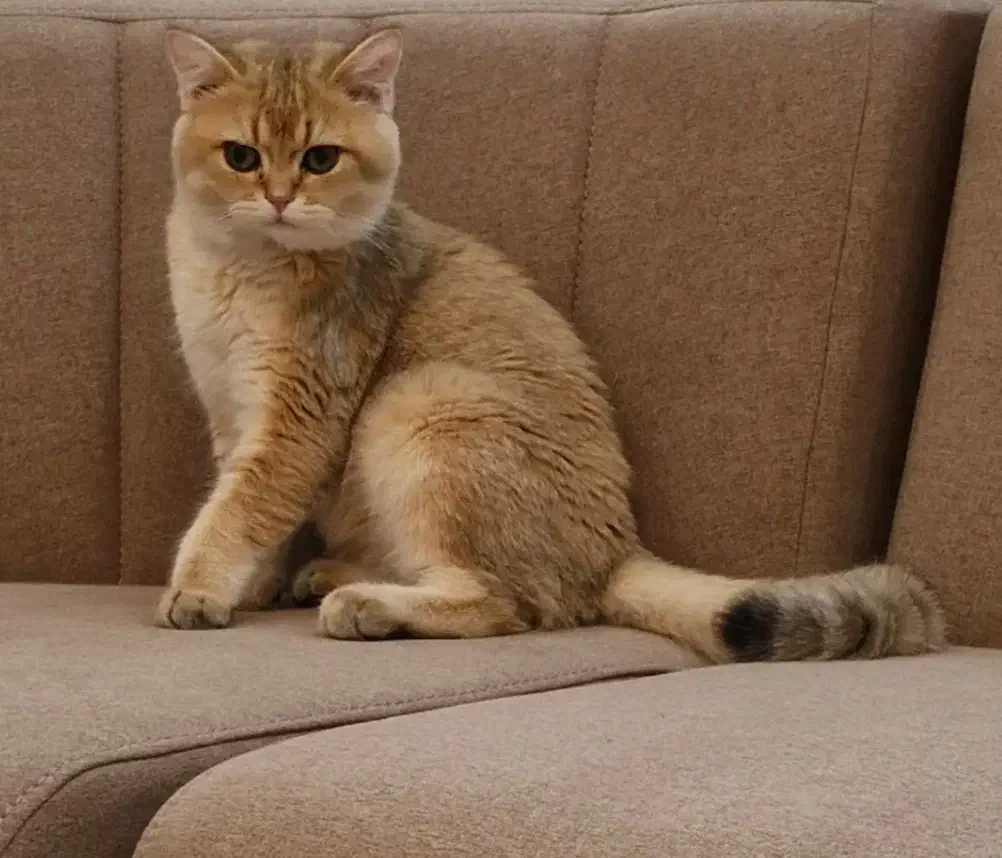 بریتیش نر آماده جفت گیری|گربه|تبریز, |دیوار