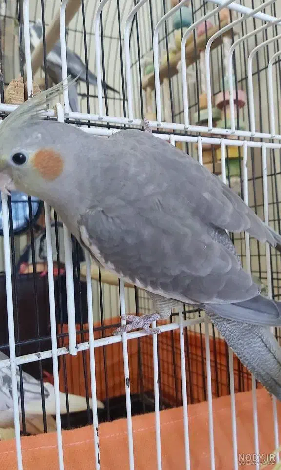 ۱۲۰۰|پرنده|خرمدره, |دیوار