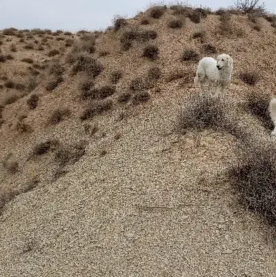 سگ ماد|سگ|آشخانه, |دیوار