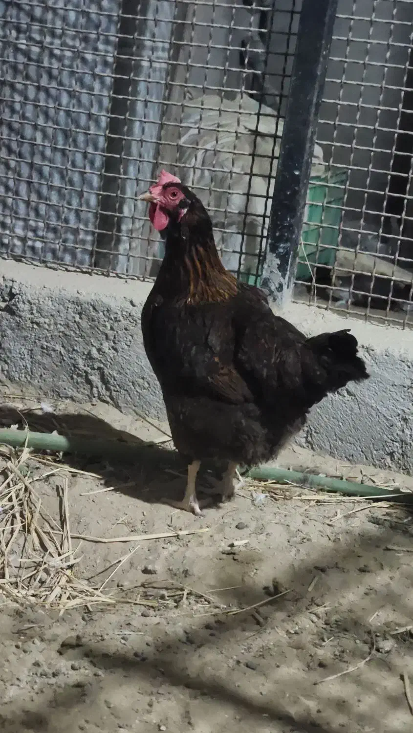 مرغ شهری تخمگذار|حیوانات مزرعه|قشم, |دیوار